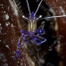 shrimp_cleaner_pederson_dome_nwp_v_0075_tci2023.jpg